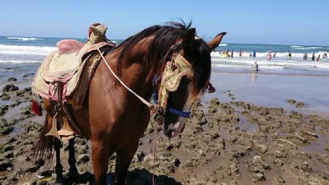 Appartement Tres Haut Standing Vue Sur Mer A Al-Muhammadija Zewnętrze zdjęcie